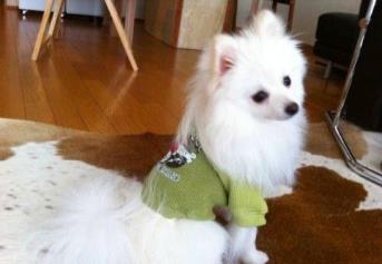 博美犬怎么训练 正规训练博美犬的方法