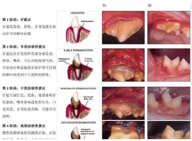 消灭不健康异味—宠物牙周病