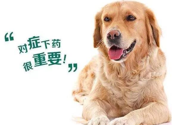 狗狗需要经常驱虫吗，狗狗驱虫时间是什么时候?