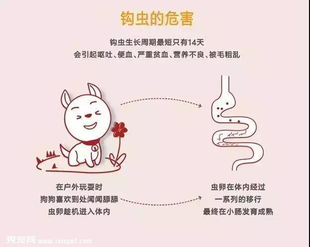 狗狗需要经常驱虫吗，狗狗驱虫时间是什么时候?