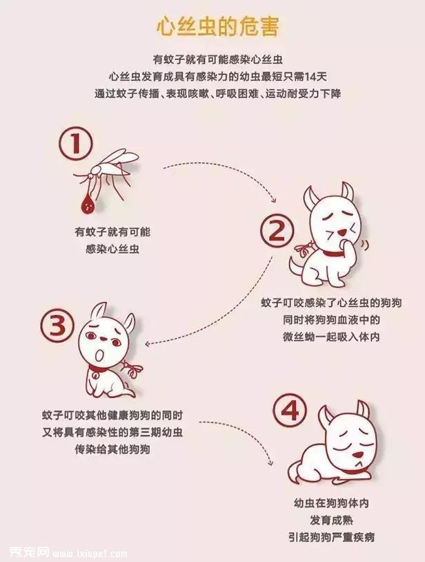 狗狗需要经常驱虫吗，狗狗驱虫时间是什么时候?