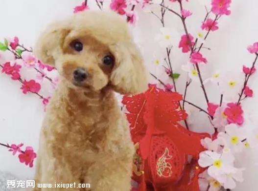 有宠物的家庭如何接待客人