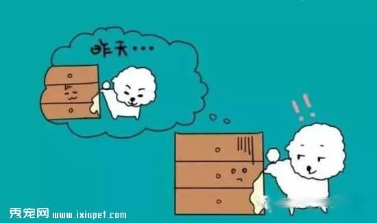 狗狗不会定点排便？那你应该这么训练