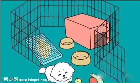 狗狗不会定点排便？那你应该这么训练