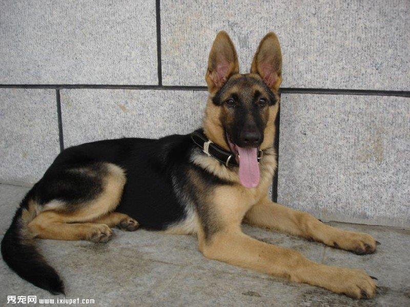怎么训练德国牧羊犬定点排便？