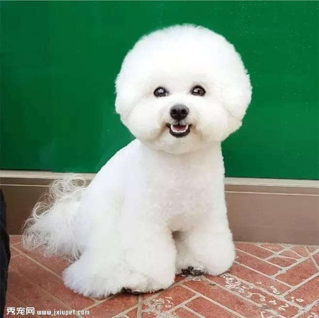 狗狗为什么爱闻屁股？