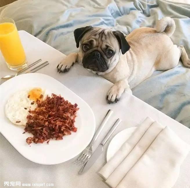 狗狗为什么爱闻屁股？