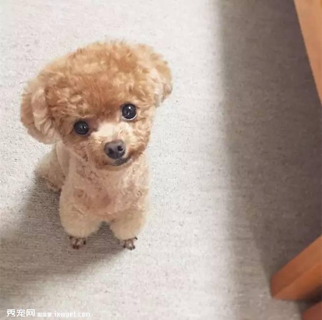 狗狗为什么爱闻屁股？