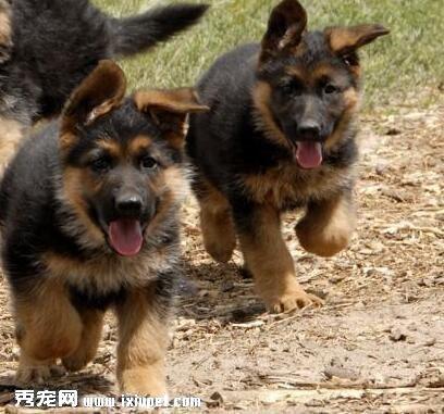 德国牧羊犬训练教程