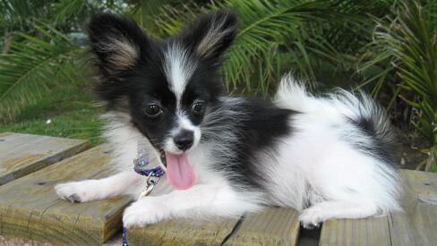蝴蝶犬训练方法