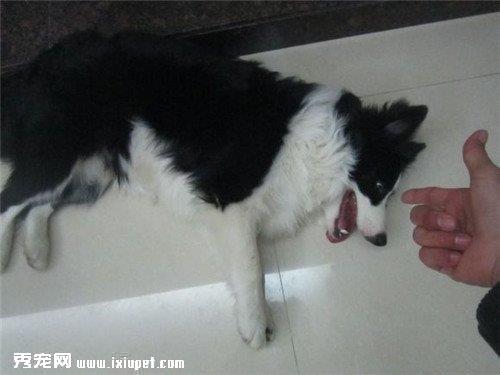 怎样训练边境牧羊犬装死
