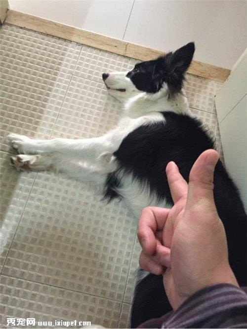 怎样训练边境牧羊犬装死