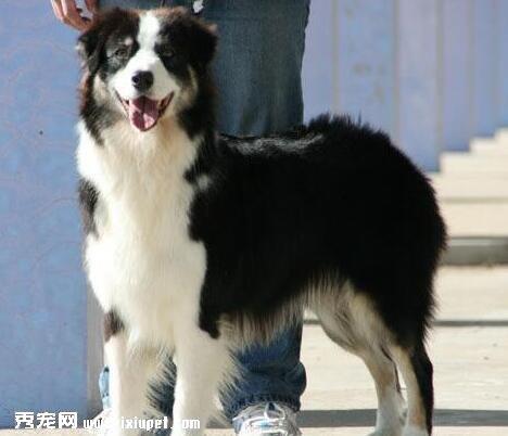 边境牧羊犬训练