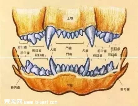 常识帖！宠物口腔知识