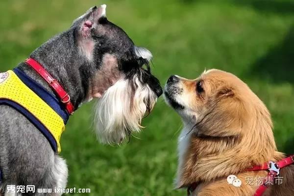 细小、犬瘟、是如何得来的？（值得分享）