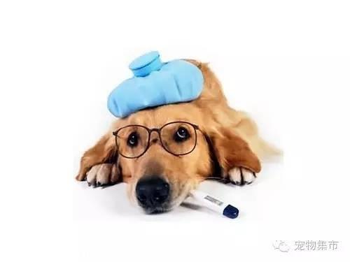 细小、犬瘟、是如何得来的？（值得分享）