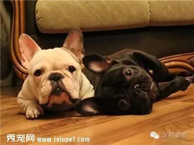 细小、犬瘟、是如何得来的？（值得分享）