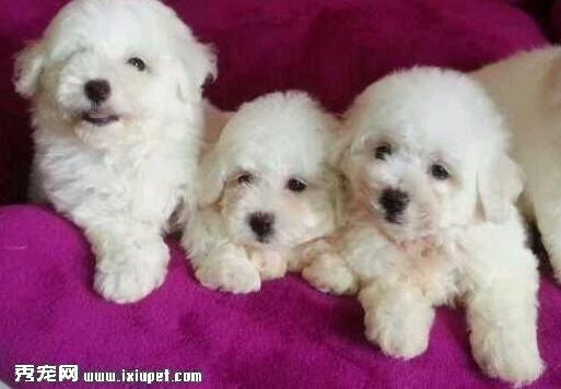 比熊犬拉肚子怎么办