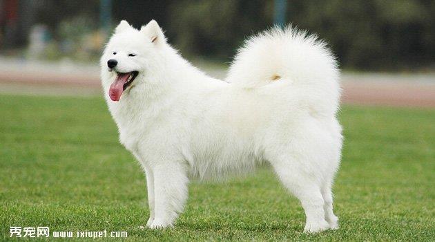 samoyequan4