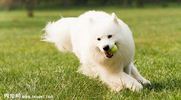 samoyequan2