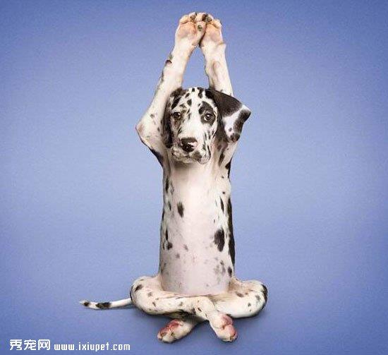 狗狗能力培养的三个阶段
