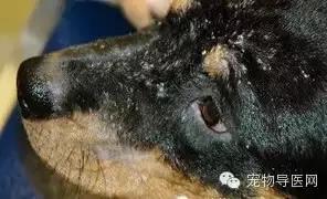 必藏|16种宠物常见皮肤病图文大全