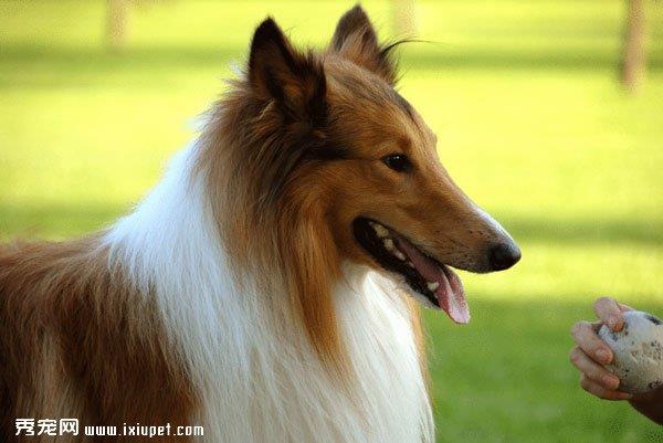 苏格兰牧羊犬牙齿松动了怎么办?