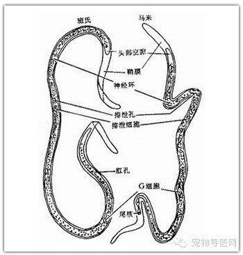 科普|驱虫与免疫同样重要【图】