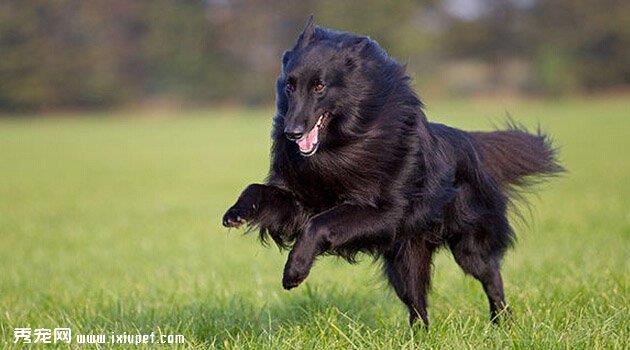 格罗安达犬特征