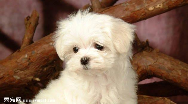 比熊犬图片欣赏5