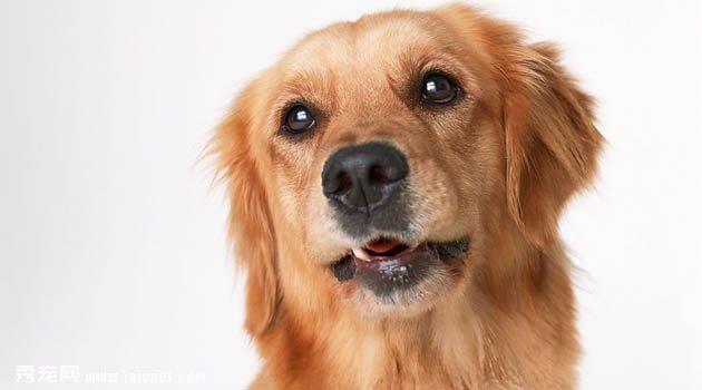 金毛犬图片欣赏5