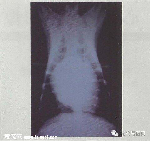 【专业课堂】犬猫心血管病的影像学诊断
