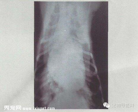 【专业课堂】犬猫心血管病的影像学诊断