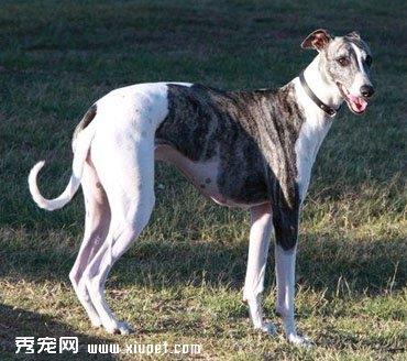 【格力犬】灵缇犬该如何训练