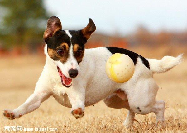 犬瘟热特效药的用药方法与注意事项