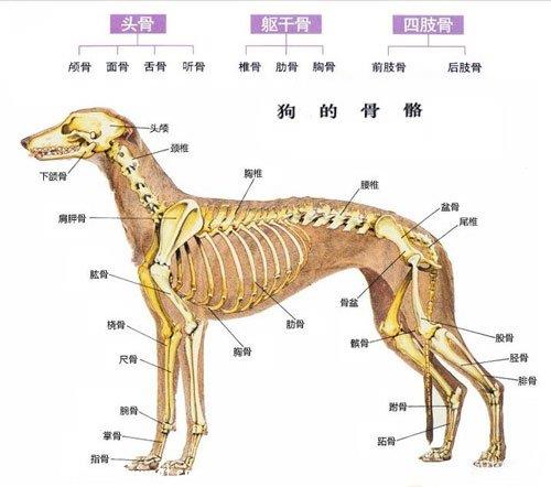 狗狗骨骼系统结构及生长发育