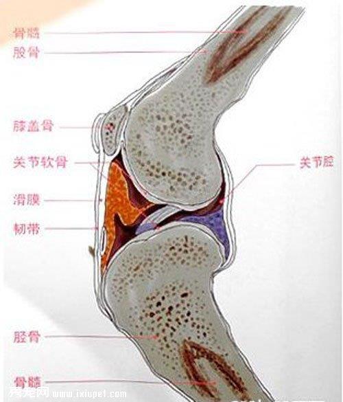 狗狗骨骼系统结构及生长发育