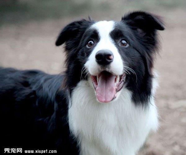 如何训练边境牧羊犬不乱咬东西？