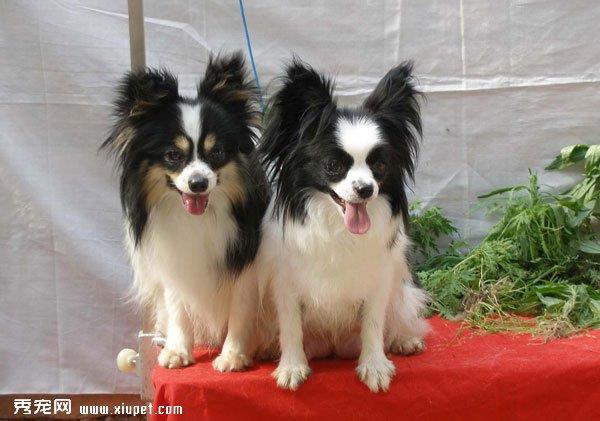 什么时候训练蝴蝶犬最好？