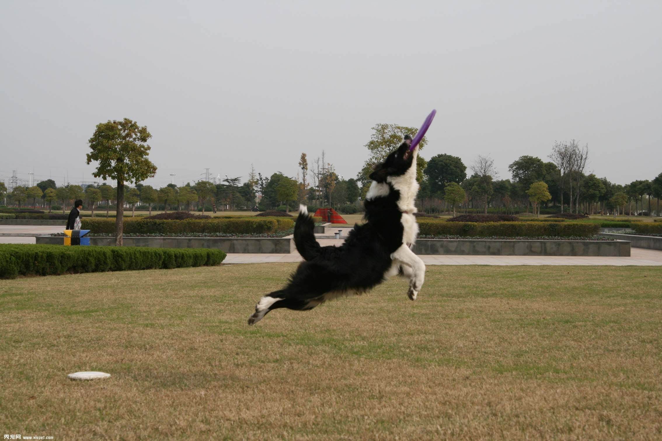 如何训练边境牧羊犬咬飞盘