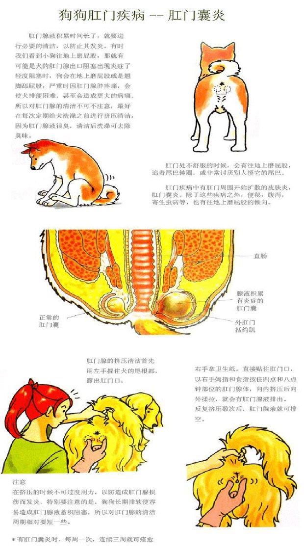 图解给狗狗量体重、量体温、挤肛门腺和喂药的方法