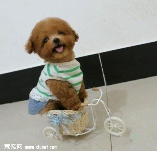 常见的泰迪训练方法有哪些？
