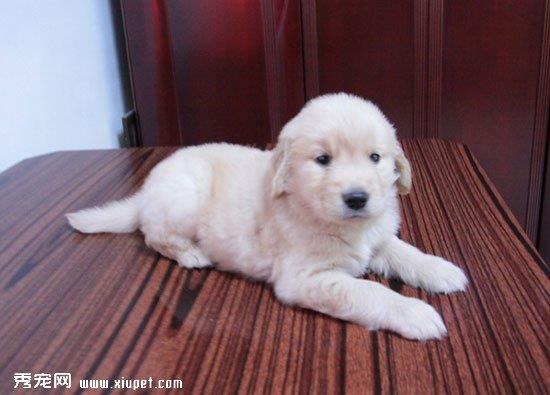 金毛犬仆人怎么办？金毛犬仆人训练方法