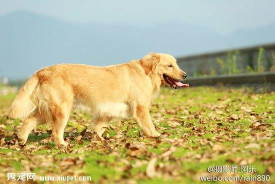 金毛好训练吗？训练金毛犬的三大原则