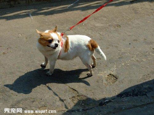 怎样让幼犬拒绝陌生人的食物?