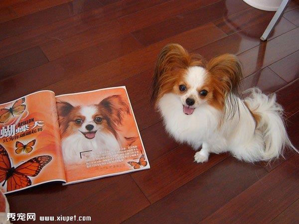 蝴蝶犬脱毛怎么办？蝴蝶犬脱毛的原因及治疗方法