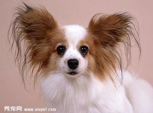 蝴蝶犬怎么养？蝴蝶犬吃什么狗粮好？