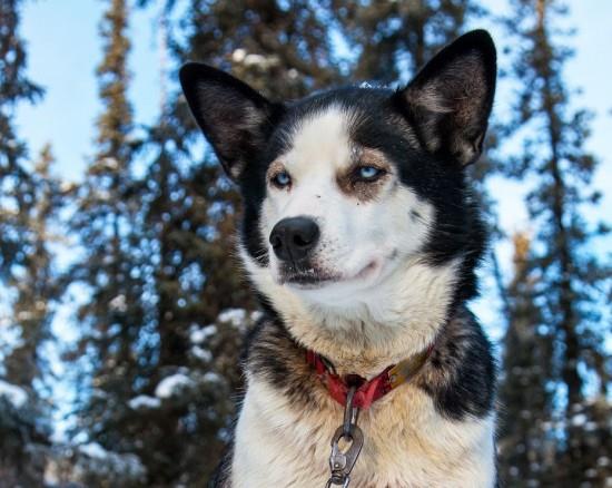 雪橇犬是怎样炼成的