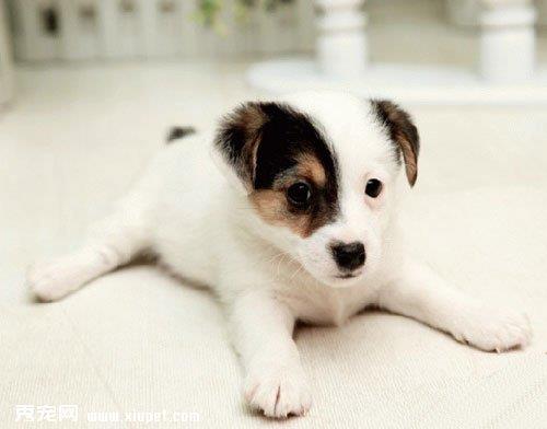 宠物犬杰克罗素梗吃水果的注意事项