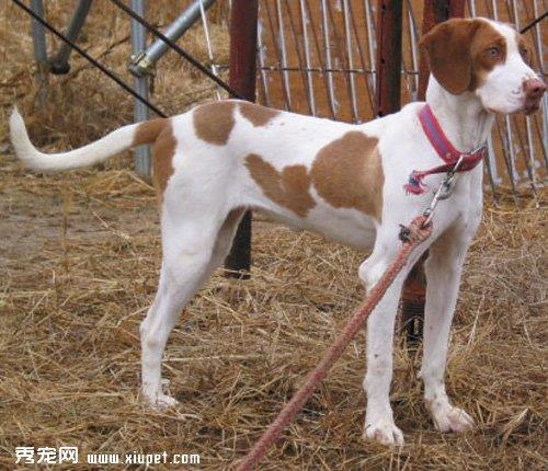 狗狗不育不孕治疗